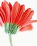 flower.jpg