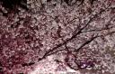 sakura 005.jpg